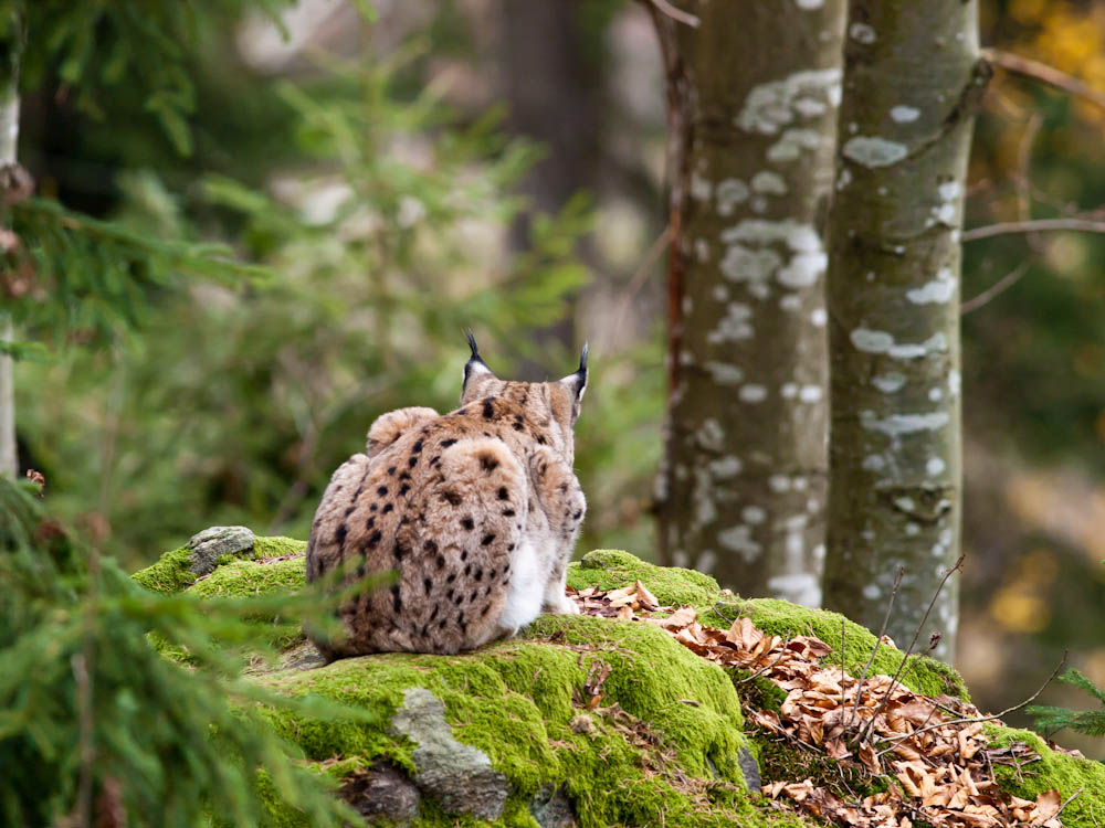 Eurasian Lynx 1.