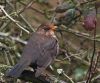 Juvenile blackbird by Dave Hall
