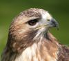 Red Tailed Buzzard by Dave Hall