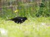 blackbird (3)