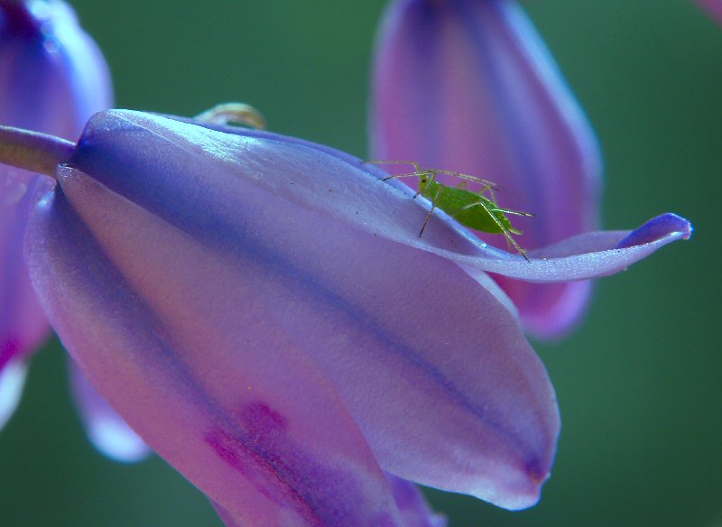 Greenfly on bluebell 1