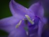 Bluebell (4) by Dave Hall