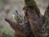 Blue Tit on log by Dave Hall