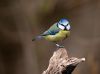 Blue Tit (2) by Dave Hall