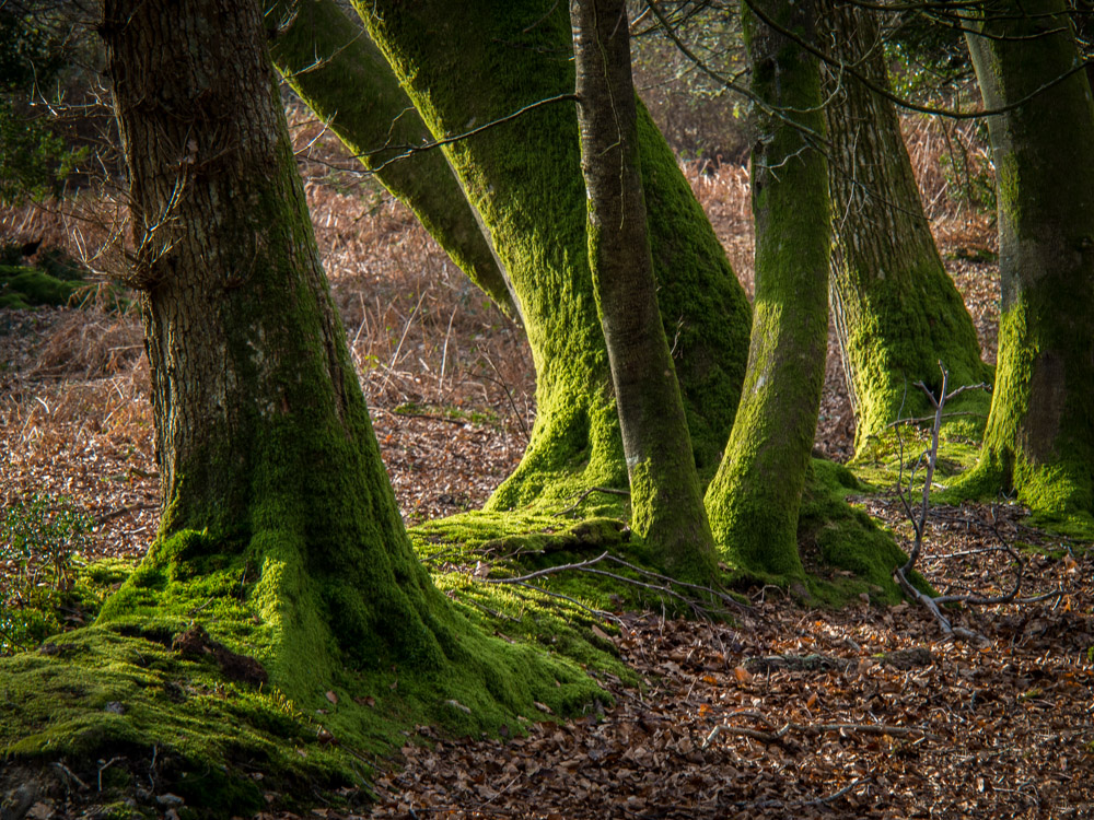 Newe Forest Trunks.