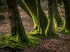 Newe Forest Trunks. by Dave Hall