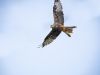 Red Kite by Dave Hall