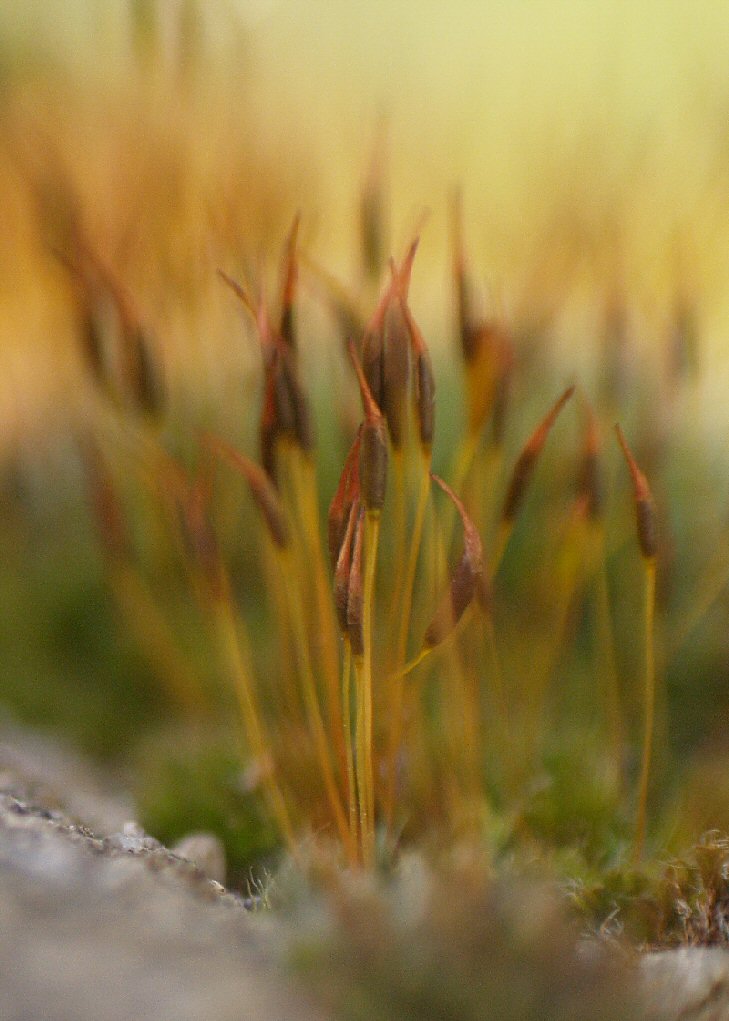 Tiny grass