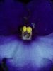 Close up of African Violet by Dave Hall