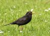 Blackbird by Dave Hall
