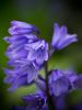 Bluebell by Dave Hall
