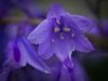 Bluebell (3) by Dave Hall