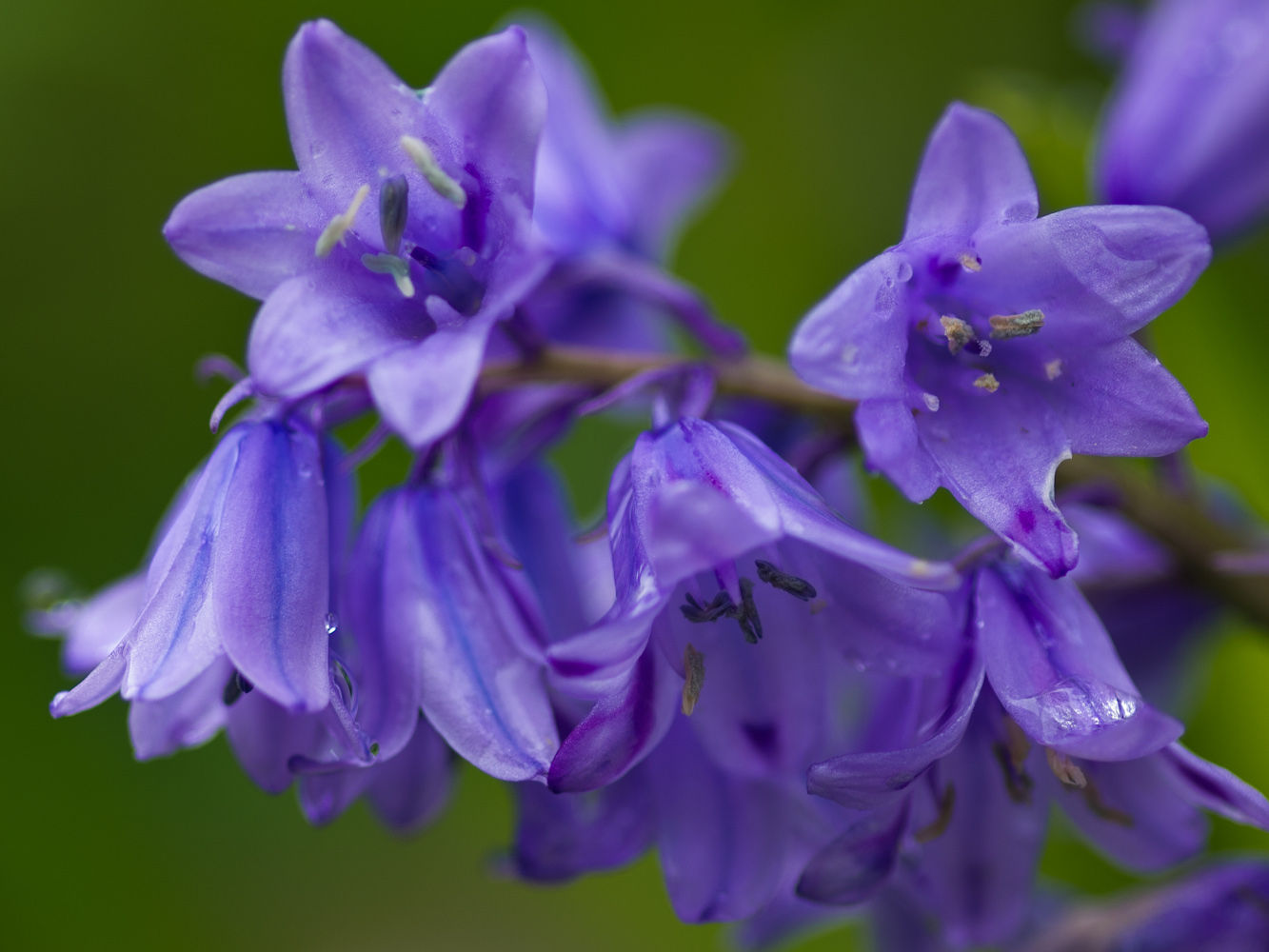 Bluebell (2)