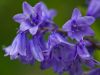 Bluebell (2) by Dave Hall