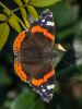 Red Admiral by Dave Hall