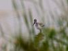 Avocet chick by Dave Hall