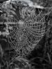 Dewey cobweb by Dave Hall