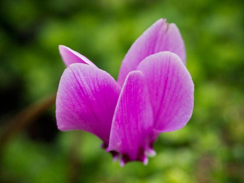 Cyclamen