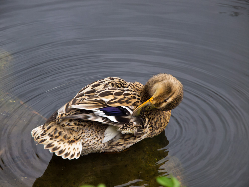 Cleaning Duck