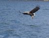 Eagle catching fish. by Dave Hall