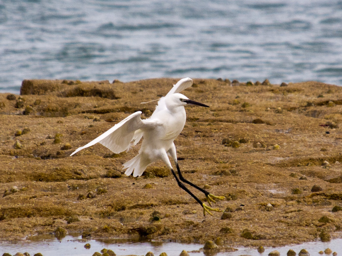egret landing.