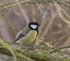 Great tit by Dave Hall