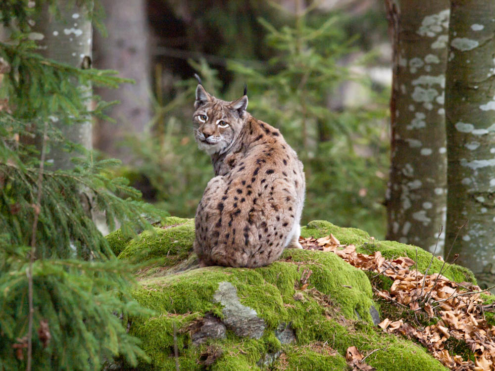 Eurasian Lynx 2.