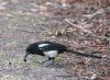 Magpie eating beetle. by Dave Hall