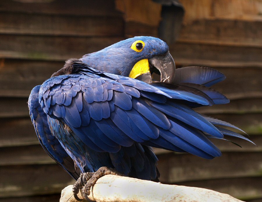 Preening macaw