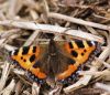 Small Tortoishell. by Dave Hall