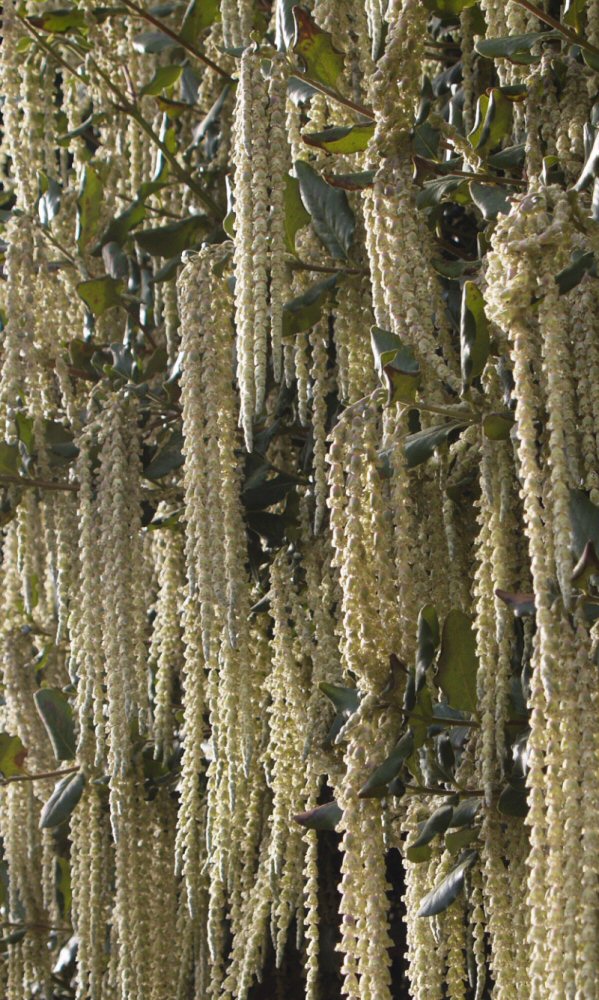 Catkin curtain.