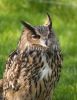 European Eagle Owl by Dave Hall