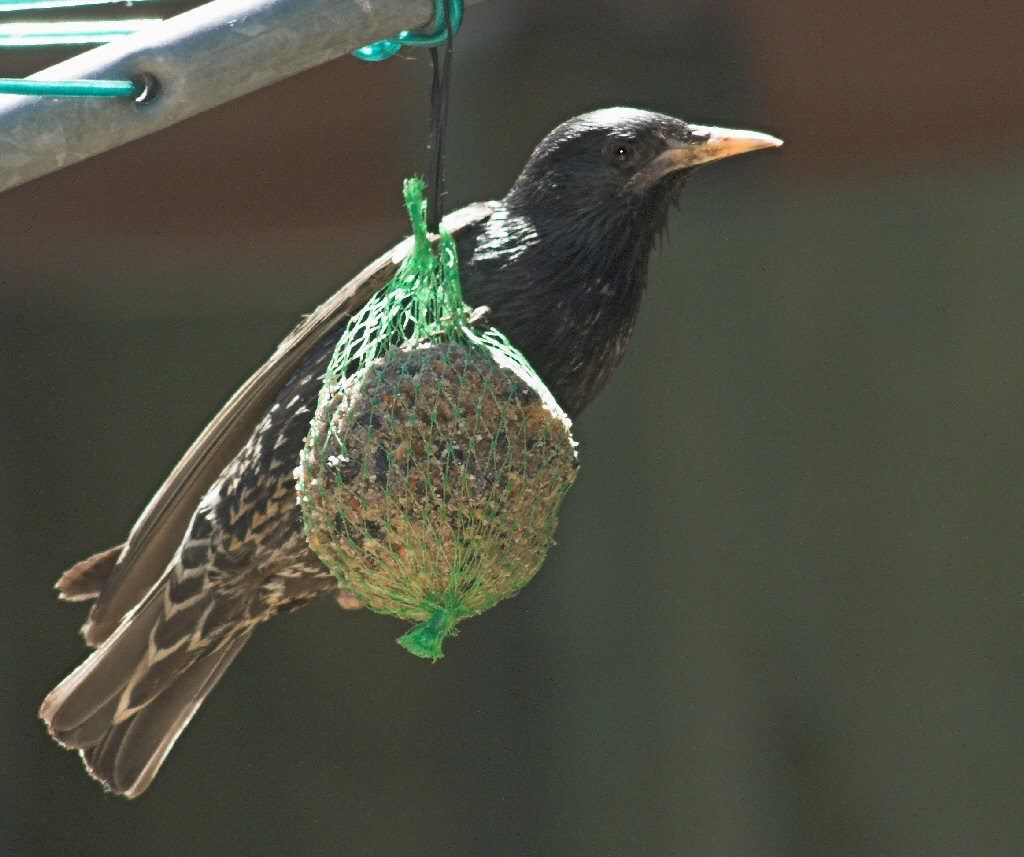 Starling feeding.
