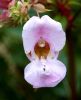 Wild Orchid? by Dave Hall