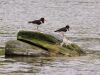 Oystercatchers by Dave Hall