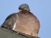 Fat Pigeon by Dave Hall