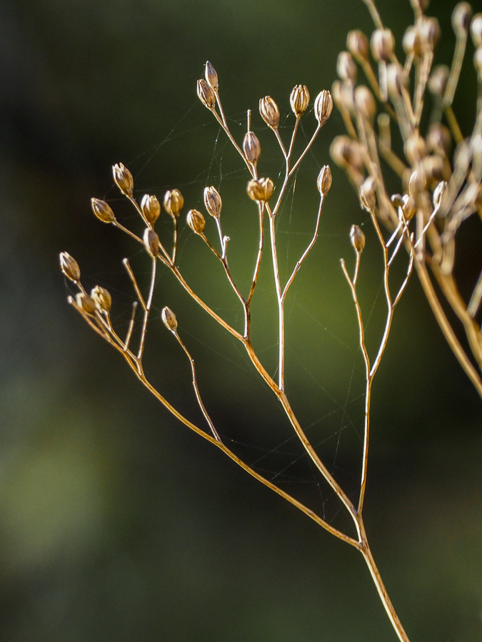 Day 20. Seed head