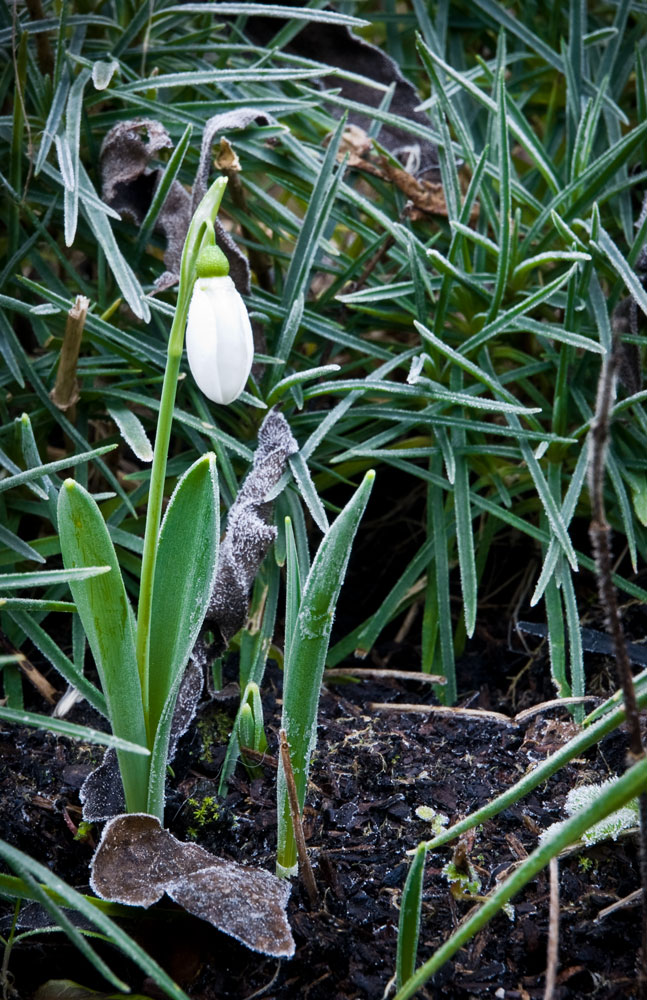 Snowdrop