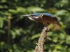 Kingfisher threat pose by Dave Hall
