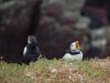 Stop Huffin & Puffin! by Dave Hall