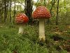 Fly Agaric by Dave Hall