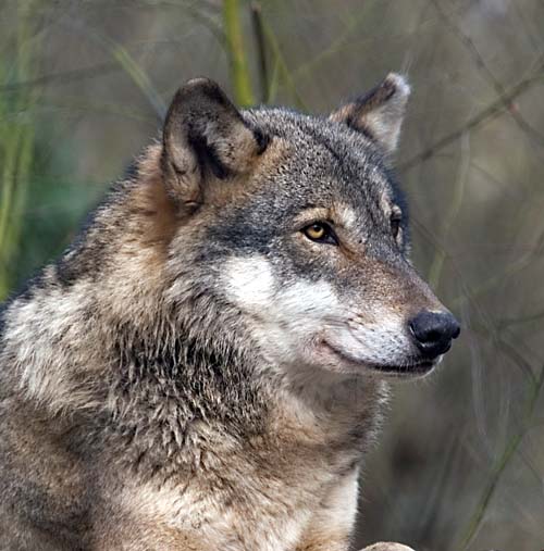 European Wolf