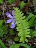 Crested Dwarf Iris and Fern