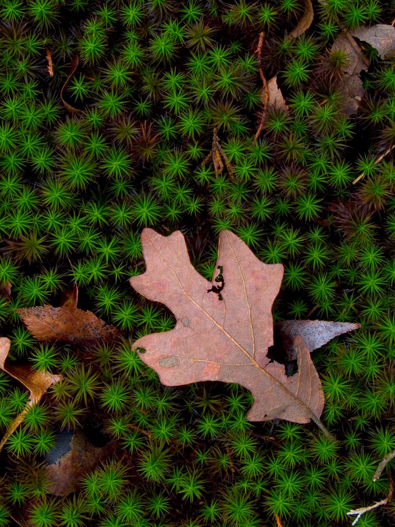 Oak Leaf and Moss