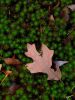 Oak Leaf and Moss by CG Anderson
