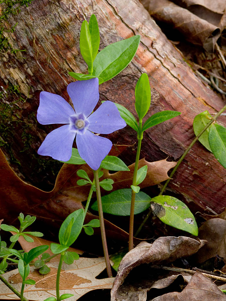 Periwinkle