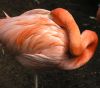 Flamingo by Keith Harrington
