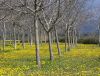poplars (2) by Sergio Di Giovanni