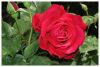 A red rose by Sergio Di Giovanni