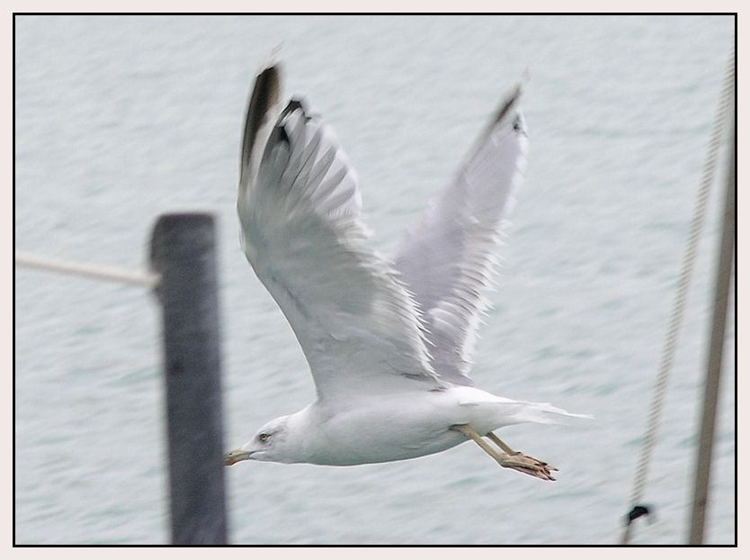 snap seagull